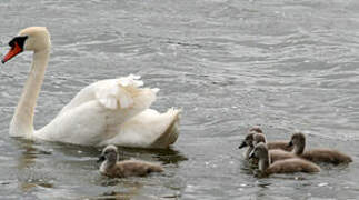 Cygne tuberculé