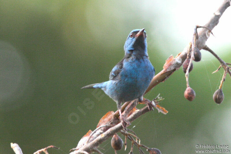 Dacnis bleu mâle adulte, identification