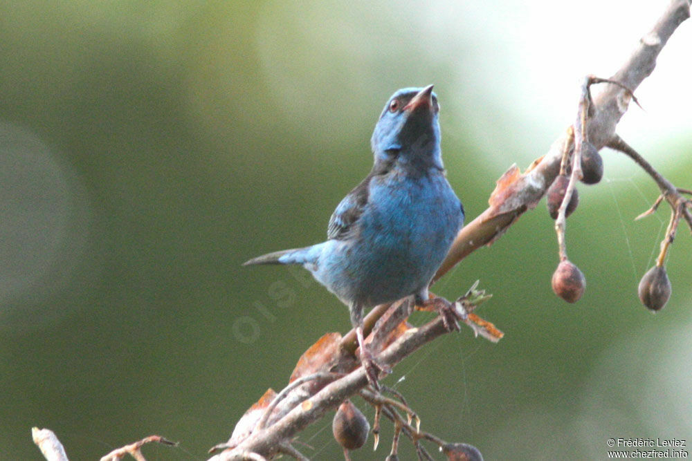 Blue Dacnis male adult, identification