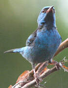 Blue Dacnis