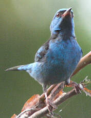 Dacnis bleu