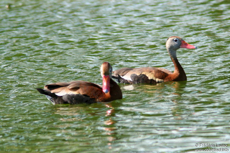 Dendrocygne à ventre noir 