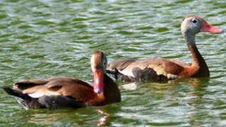 Black-bellied Whistling Duck