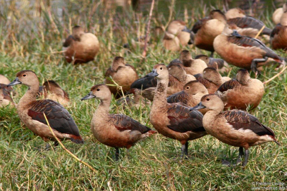 Lesser Whistling Duck