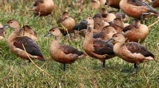 Lesser Whistling Duck