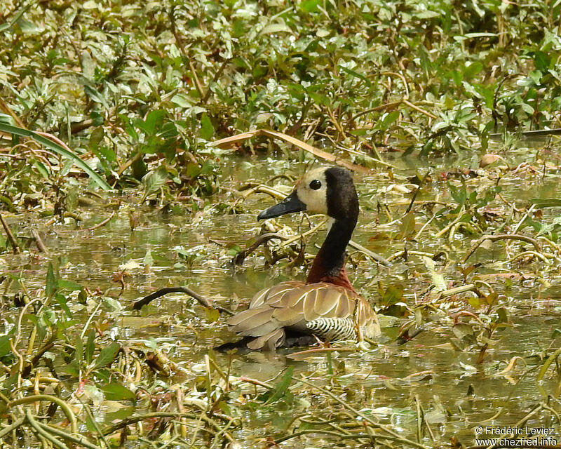White-faced Whistling Duckadult, identification