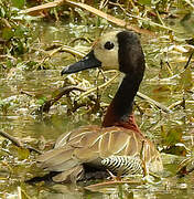 White-faced Whistling Duck