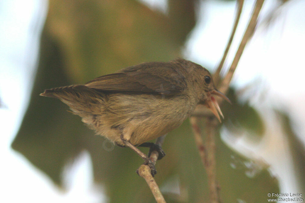 Pale-billed Flowerpeckeradult, identification