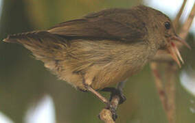 Pale-billed Flowerpecker