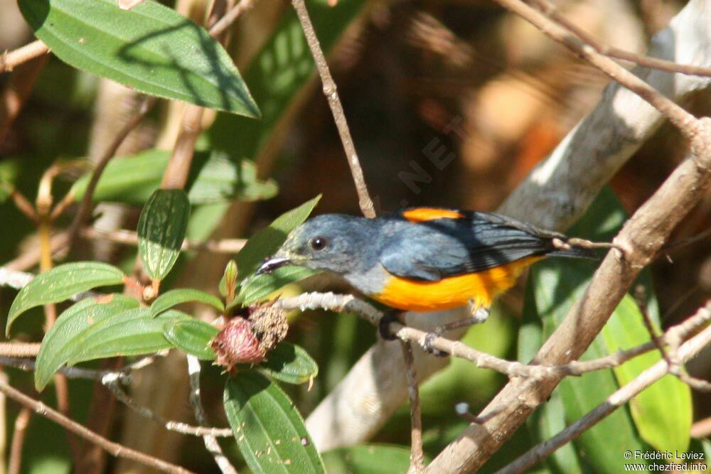 Dicée à ventre orange mâle adulte, identification