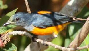 Orange-bellied Flowerpecker