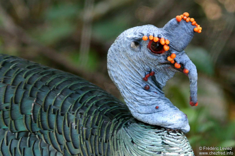 Ocellated Turkey male adult