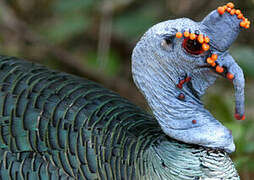 Ocellated Turkey