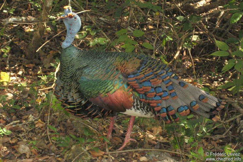 Ocellated Turkey male adult