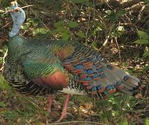 Ocellated Turkey