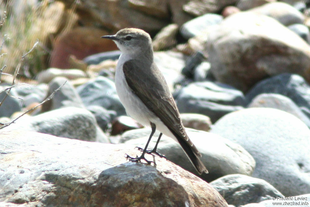 White-browed Ground Tyrantadult