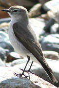 White-browed Ground Tyrant