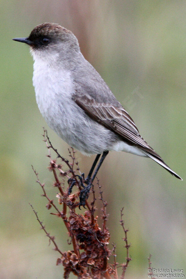 Dark-faced Ground Tyrantadult