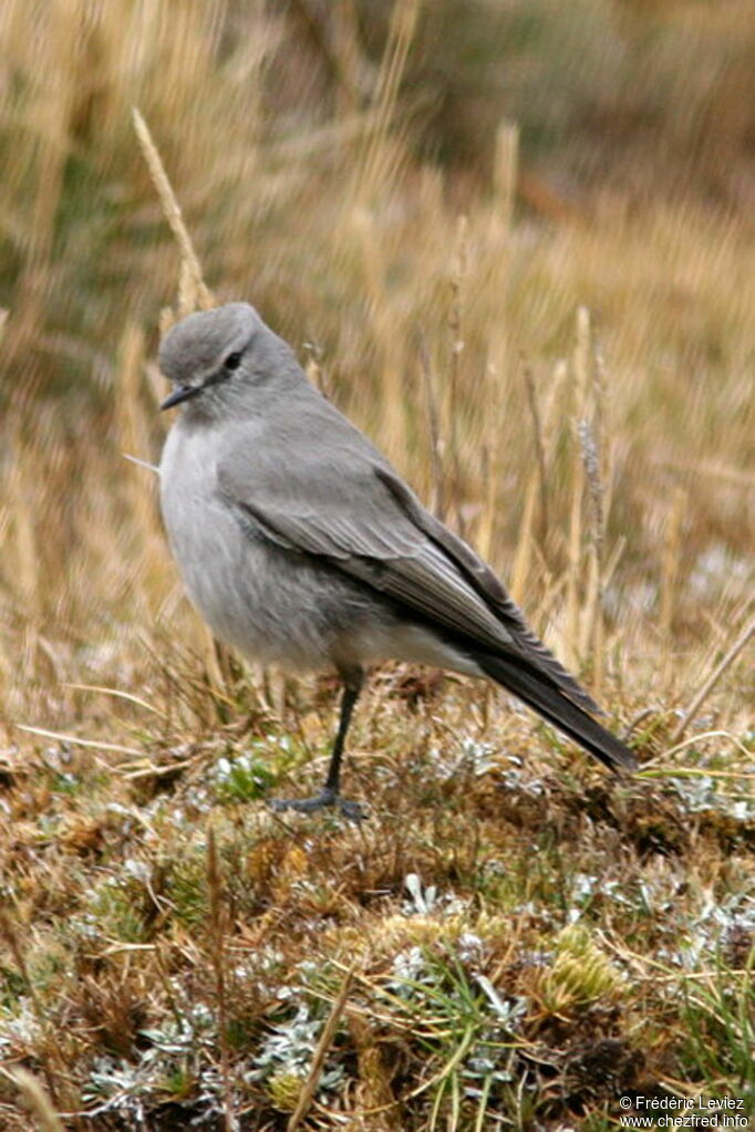 Dormilon gris