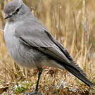 Dormilon gris
