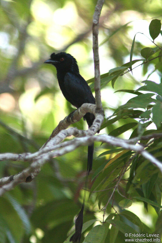 Drongo à raquettes, identification