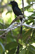 Drongo à raquettes