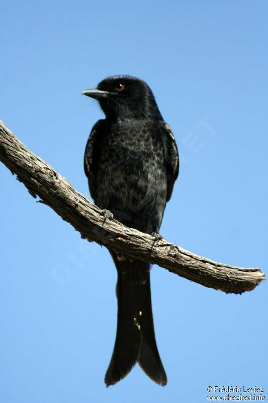 Fork-tailed Drongoadult