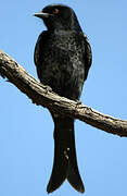 Fork-tailed Drongo