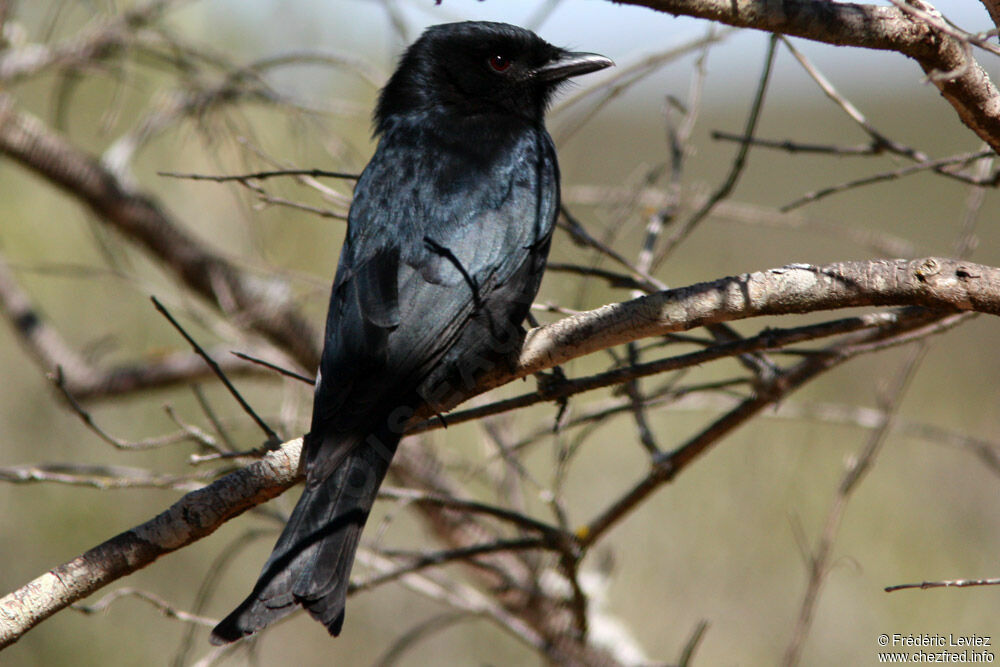 Fork-tailed Drongoadult, identification