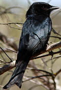 Fork-tailed Drongo