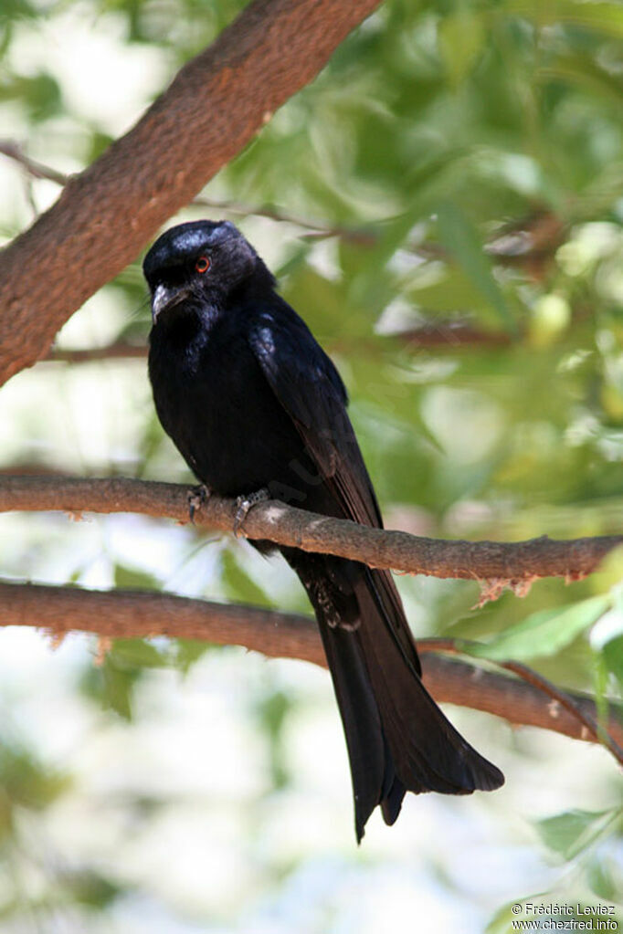 Square-tailed Drongoadult