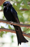 Common Square-tailed Drongo