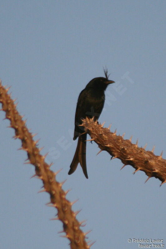 Crested Drongoadult