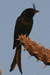 Drongo malgache