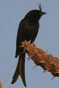 Crested Drongo