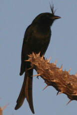 Drongo malgache