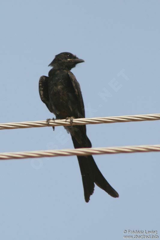 Drongo royaladulte