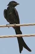 Black Drongo