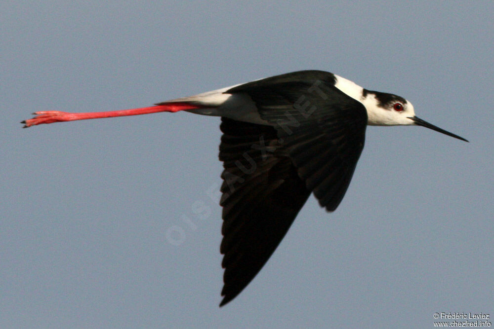 Black-winged Stilt male adult breeding, Flight