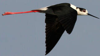 Black-winged Stilt