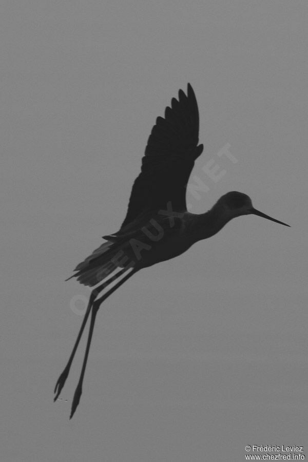 Black-winged Stiltadult