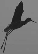 Black-winged Stilt