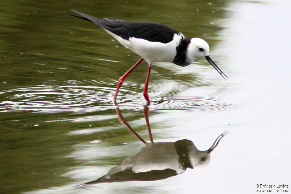 Pied Stiltadult, identification