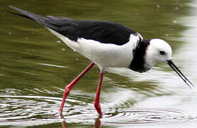 Pied Stilt