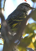 Black Cuckooshrike