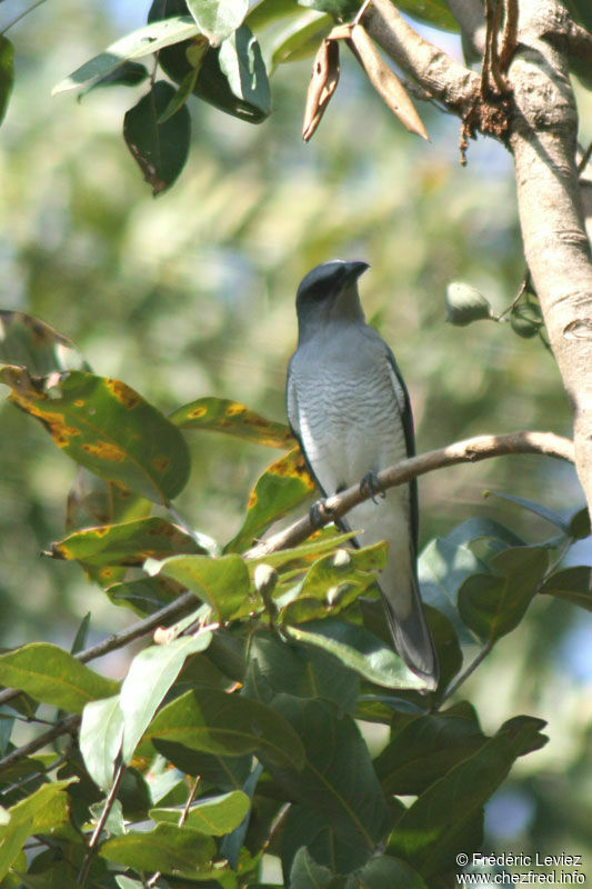 Large Cuckooshrikeadult