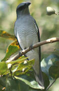 Large Cuckooshrike