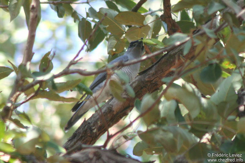 Large Cuckooshrikeadult