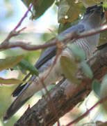 Large Cuckooshrike