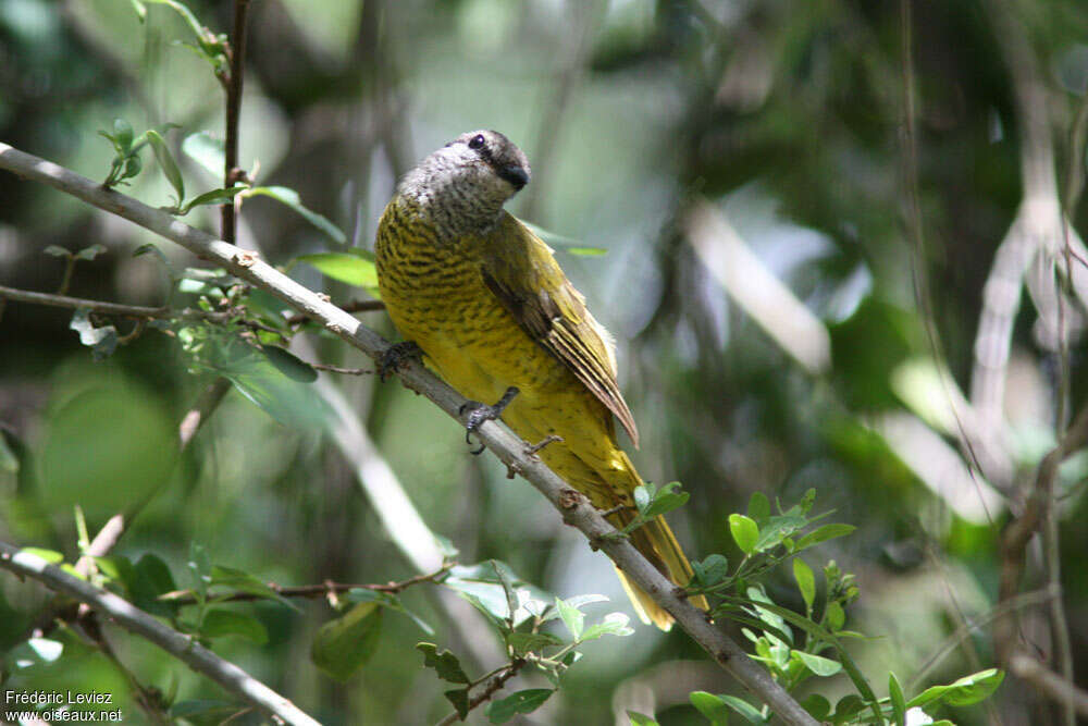 Purple-throated Cuckooshrike female adult, identification